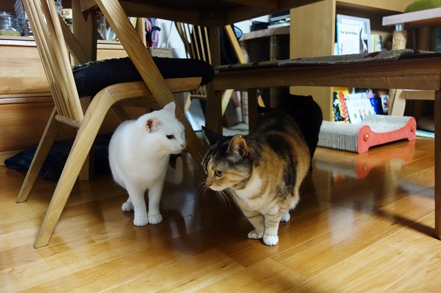 f:id:hiraryo0201:20190310190818j:plain f:id:hiraryo0201:20190310190818j:plain