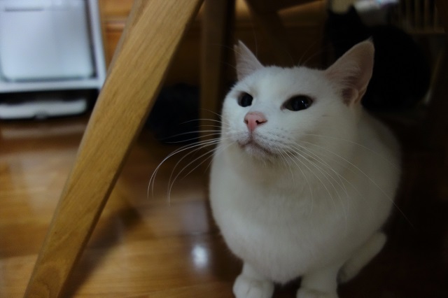 f:id:hiraryo0201:20190310190845j:plain f:id:hiraryo0201:20190310190845j:plain