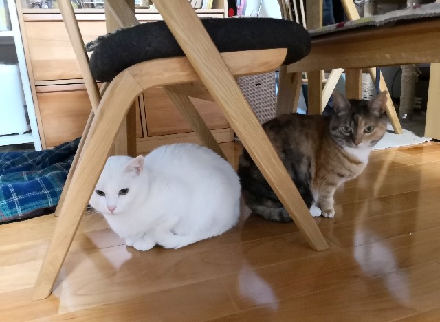 f:id:hiraryo0201:20190310191209j:image