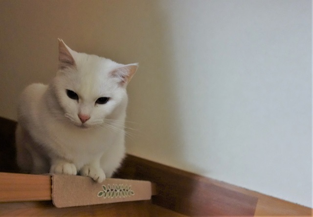 f:id:hiraryo0201:20190310193540j:plain f:id:hiraryo0201:20190310193540j:plain