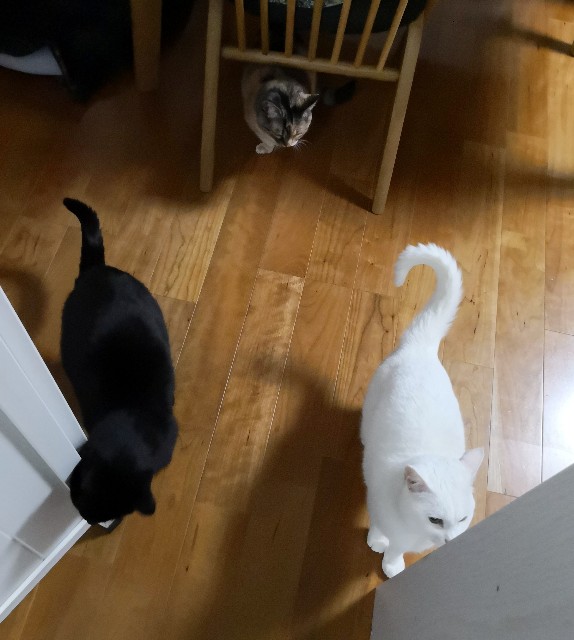 f:id:hiraryo0201:20190313205158j:image