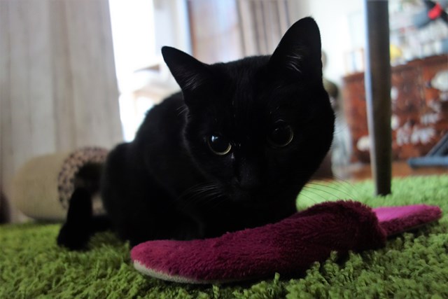 f:id:hiraryo0201:20190321124040j:plain