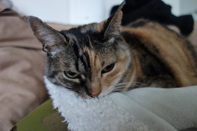 f:id:hiraryo0201:20190321124052j:plain