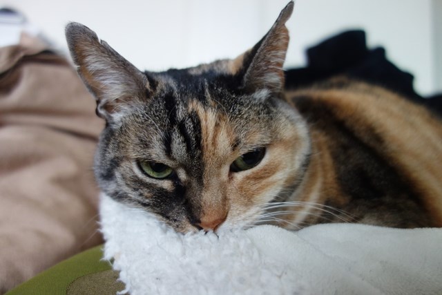 f:id:hiraryo0201:20190321124101j:plain