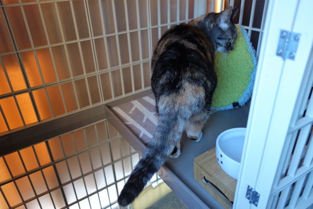 f:id:hiraryo0201:20190321124143j:plain f:id:hiraryo0201:20190321124143j:plain