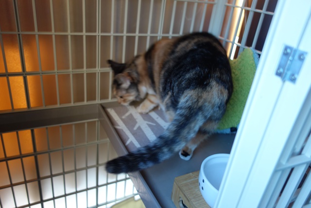 f:id:hiraryo0201:20190321124151j:plain f:id:hiraryo0201:20190321124151j:plain