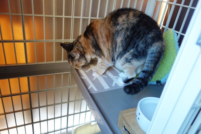 f:id:hiraryo0201:20190321124159j:plain f:id:hiraryo0201:20190321124159j:plain