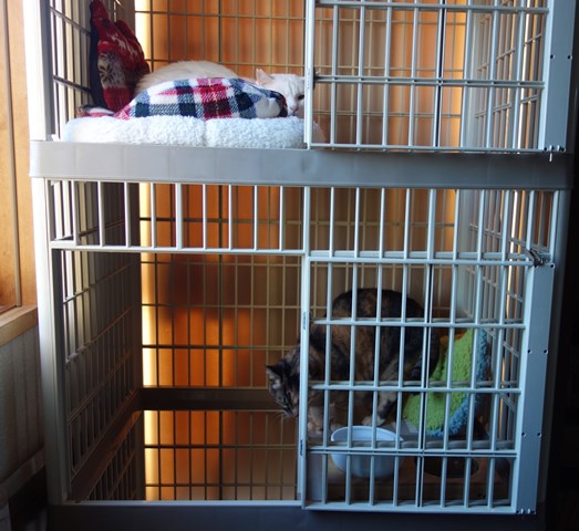 f:id:hiraryo0201:20190321124209j:plain f:id:hiraryo0201:20190321124209j:plain