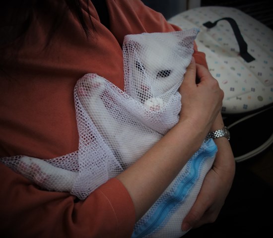 f:id:hiraryo0201:20190321124542j:plain f:id:hiraryo0201:20190321124542j:plain