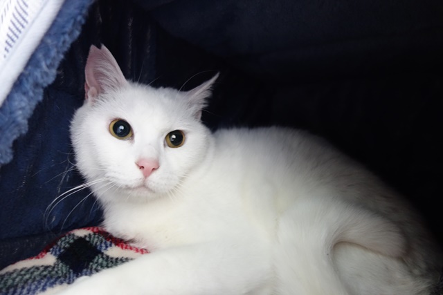 f:id:hiraryo0201:20190321124657j:plain f:id:hiraryo0201:20190321124657j:plain