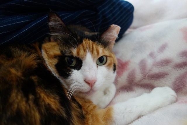 f:id:hiraryo0201:20190321124730j:plain f:id:hiraryo0201:20190321124730j:plain