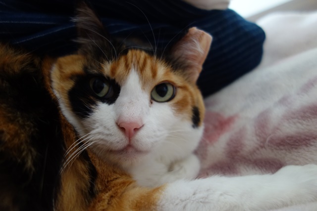 f:id:hiraryo0201:20190321124743j:plain f:id:hiraryo0201:20190321124743j:plain