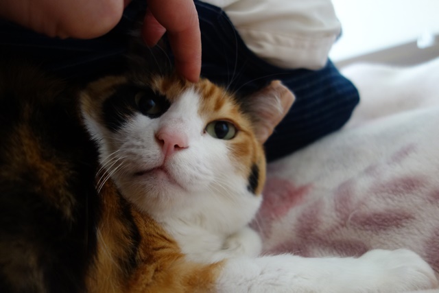 f:id:hiraryo0201:20190321124854j:plain f:id:hiraryo0201:20190321124854j:plain