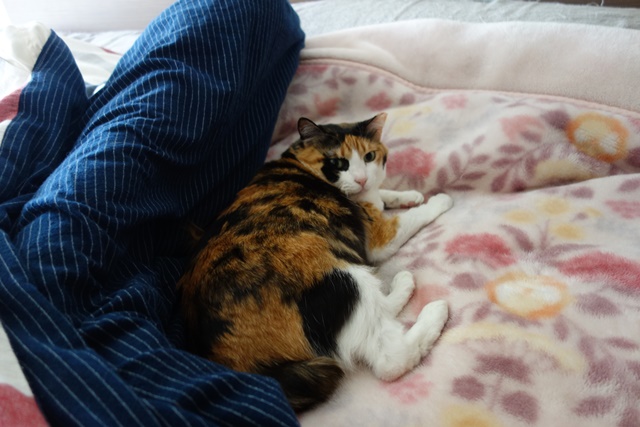 f:id:hiraryo0201:20190321125005j:plain f:id:hiraryo0201:20190321125005j:plain