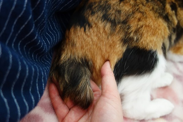 f:id:hiraryo0201:20190321125049j:plain f:id:hiraryo0201:20190321125049j:plain