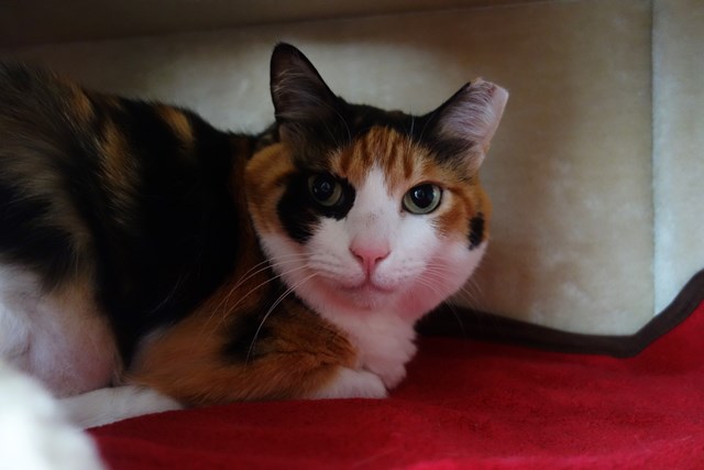 f:id:hiraryo0201:20190321125118j:plain f:id:hiraryo0201:20190321125118j:plain