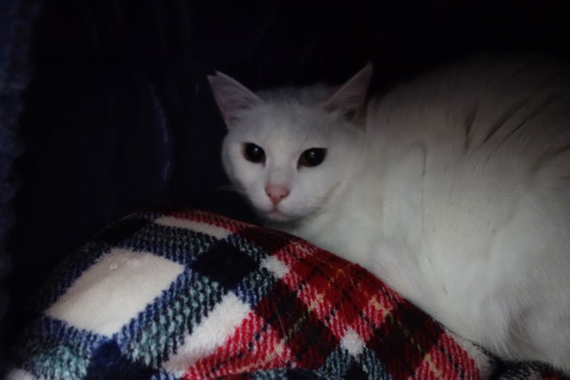 f:id:hiraryo0201:20190321125236j:plain f:id:hiraryo0201:20190321125236j:plain