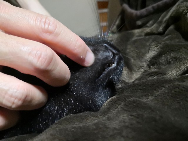 f:id:hiraryo0201:20190322222836j:image f:id:hiraryo0201:20190322222836j:image