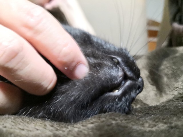 f:id:hiraryo0201:20190322222852j:image f:id:hiraryo0201:20190322222852j:image