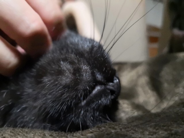 f:id:hiraryo0201:20190322222911j:image f:id:hiraryo0201:20190322222911j:image