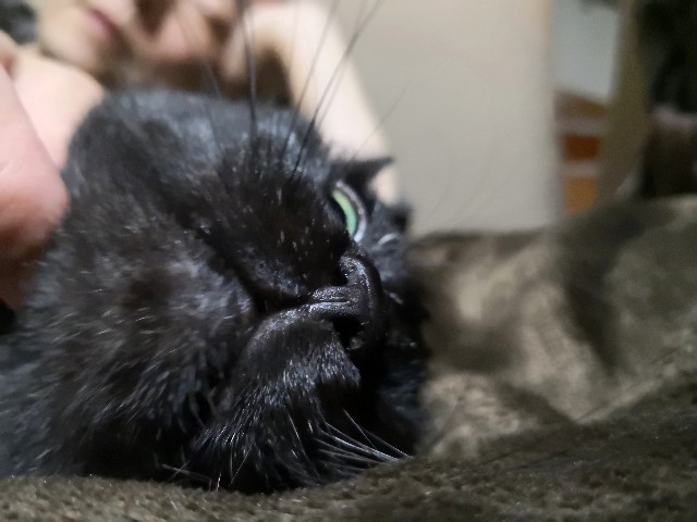 f:id:hiraryo0201:20190322222929j:image f:id:hiraryo0201:20190322222929j:image