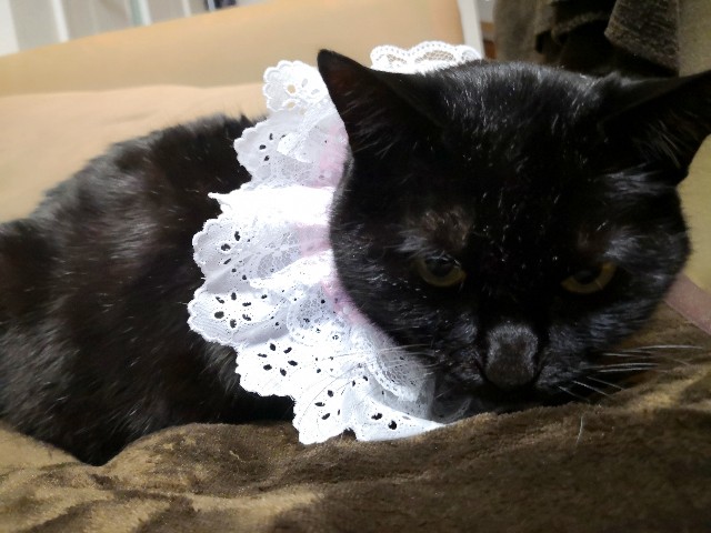 f:id:hiraryo0201:20190322222953j:image f:id:hiraryo0201:20190322222953j:image