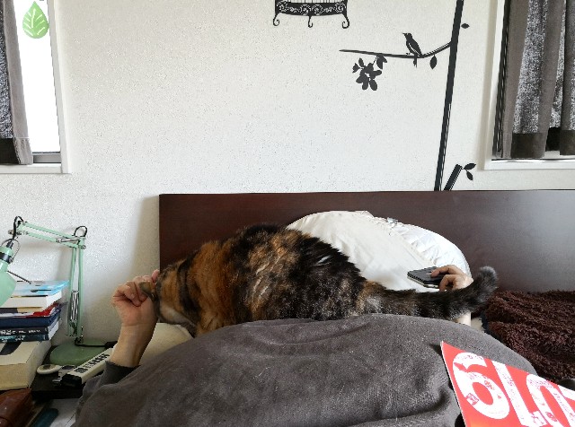 f:id:hiraryo0201:20190322223010j:image f:id:hiraryo0201:20190322223010j:image