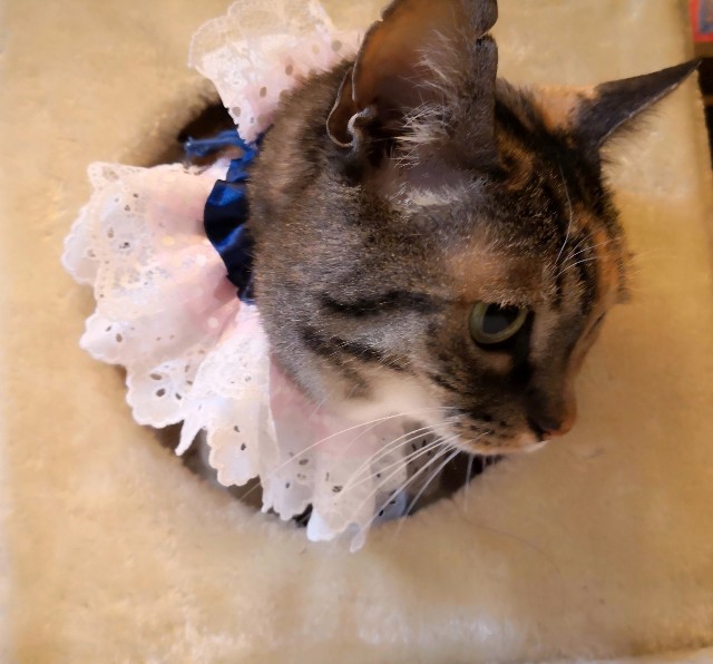 f:id:hiraryo0201:20190322223045j:image f:id:hiraryo0201:20190322223045j:image