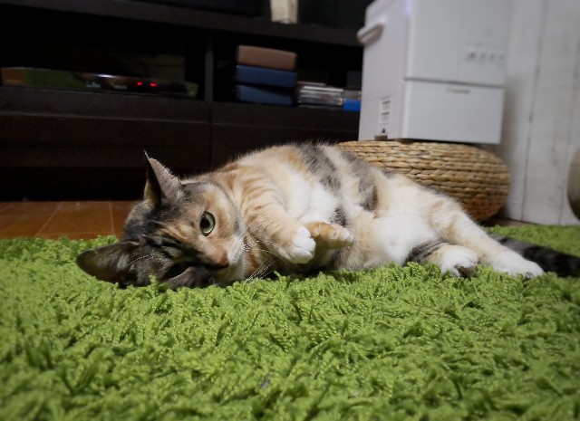 f:id:hiraryo0201:20190322232727j:plain