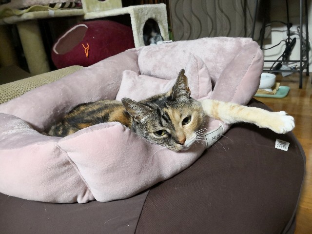 f:id:hiraryo0201:20190323000250j:plain