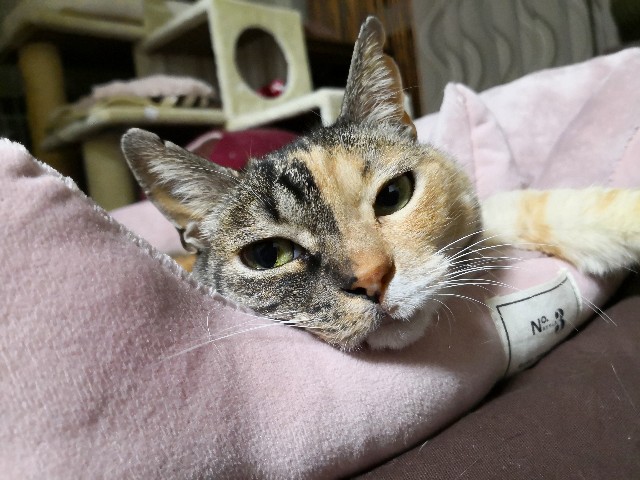 f:id:hiraryo0201:20190323104119j:image