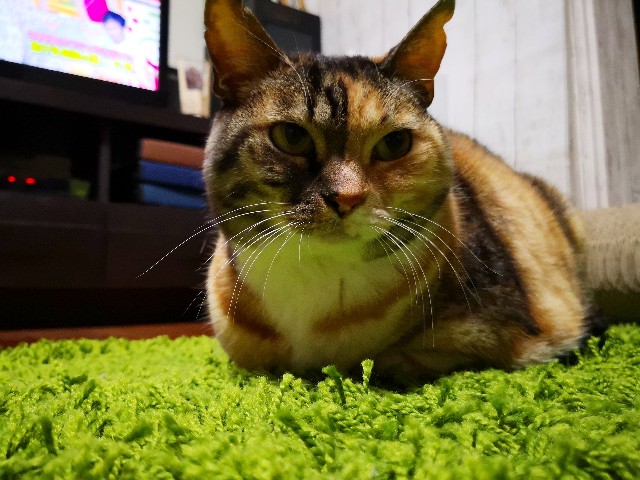 f:id:hiraryo0201:20190323104136j:image
