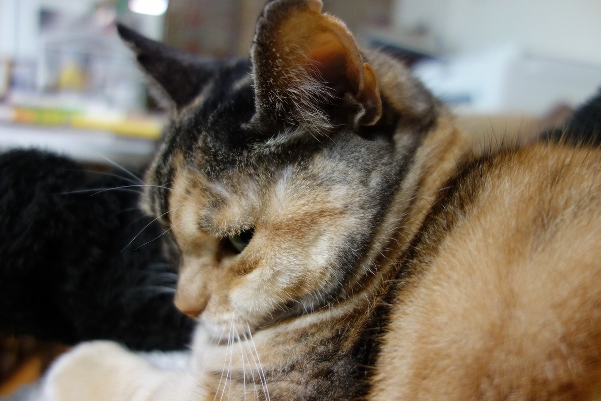 f:id:hiraryo0201:20190323231856j:plain