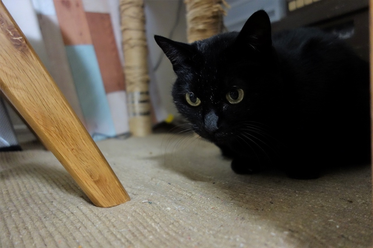 f:id:hiraryo0201:20190323233846j:plain