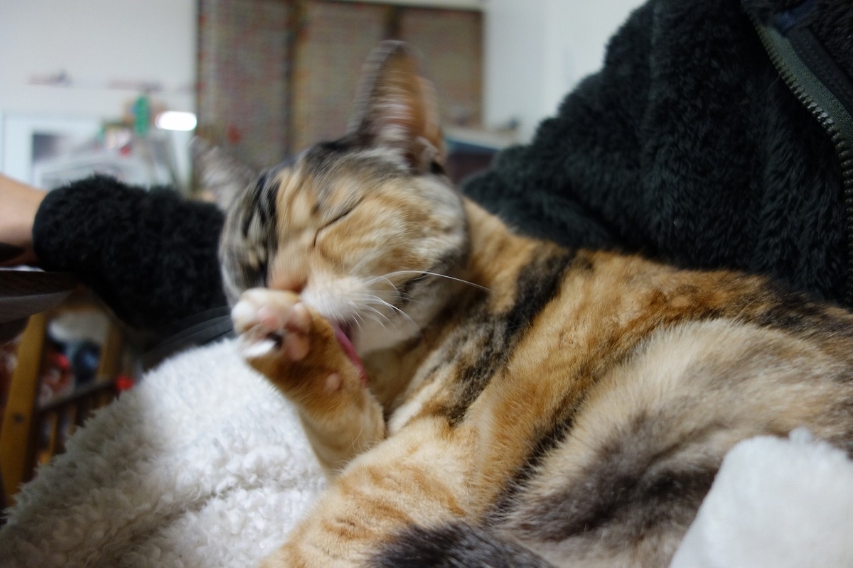 f:id:hiraryo0201:20190323233954j:plain