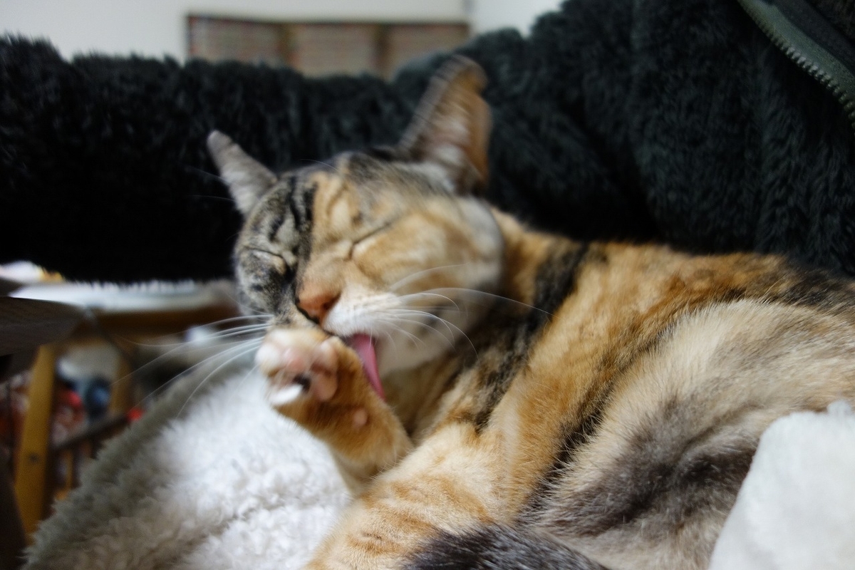 f:id:hiraryo0201:20190323234001j:plain