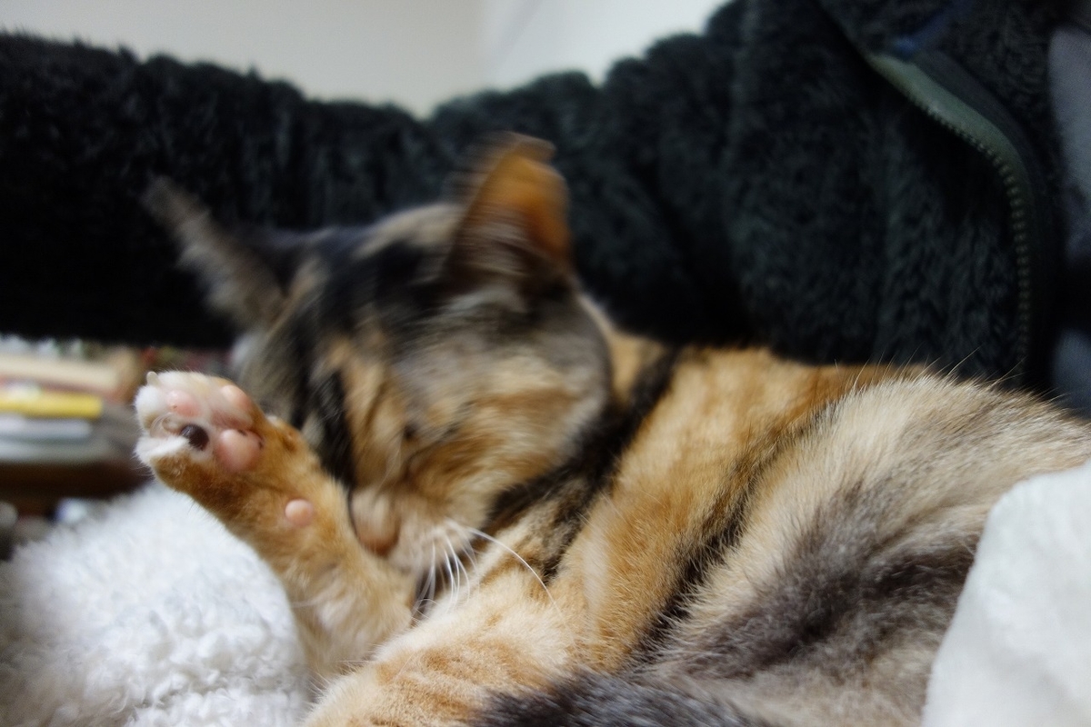 f:id:hiraryo0201:20190323234007j:plain