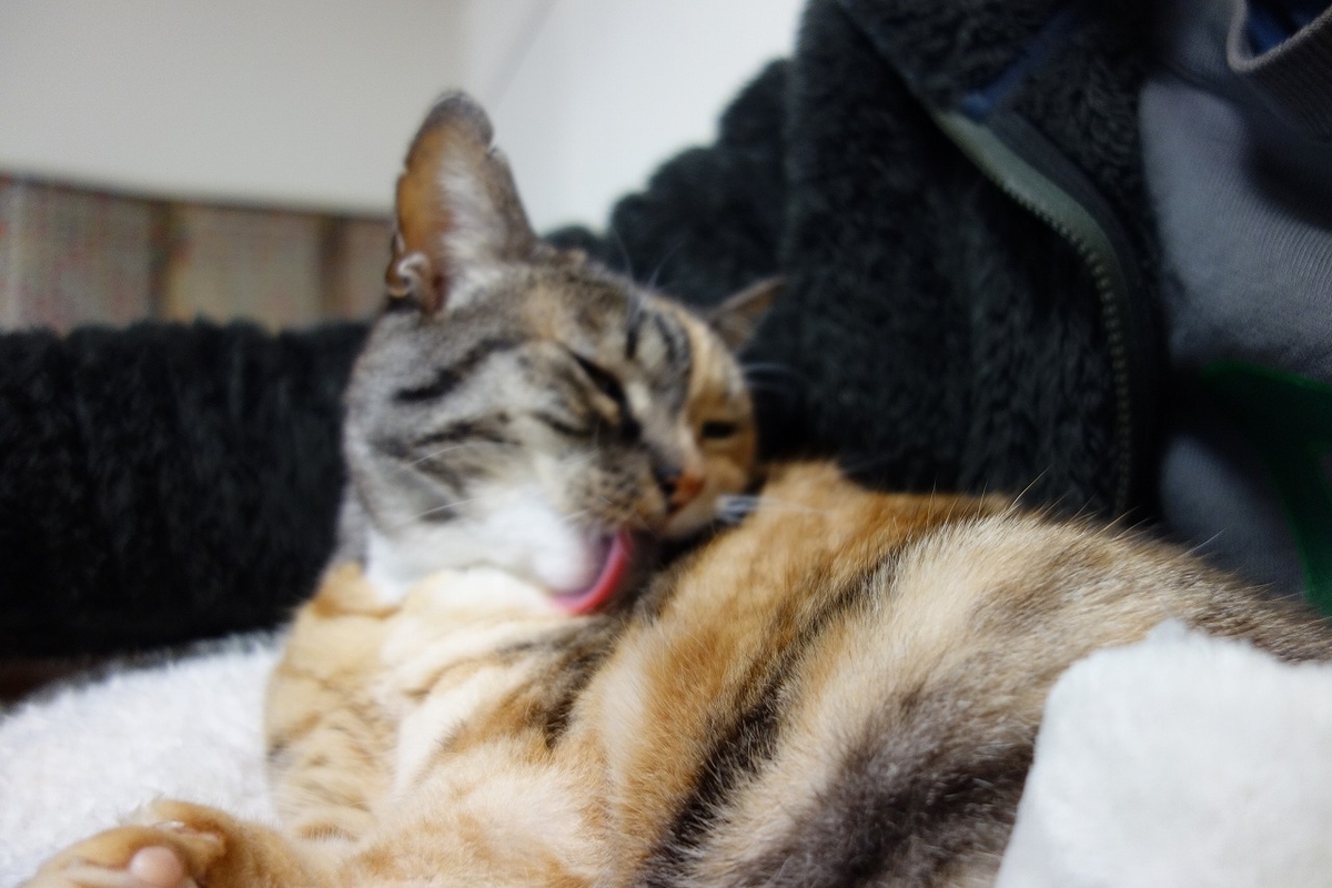 f:id:hiraryo0201:20190323234024j:plain