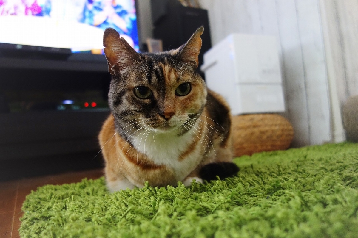 f:id:hiraryo0201:20190323234232j:plain