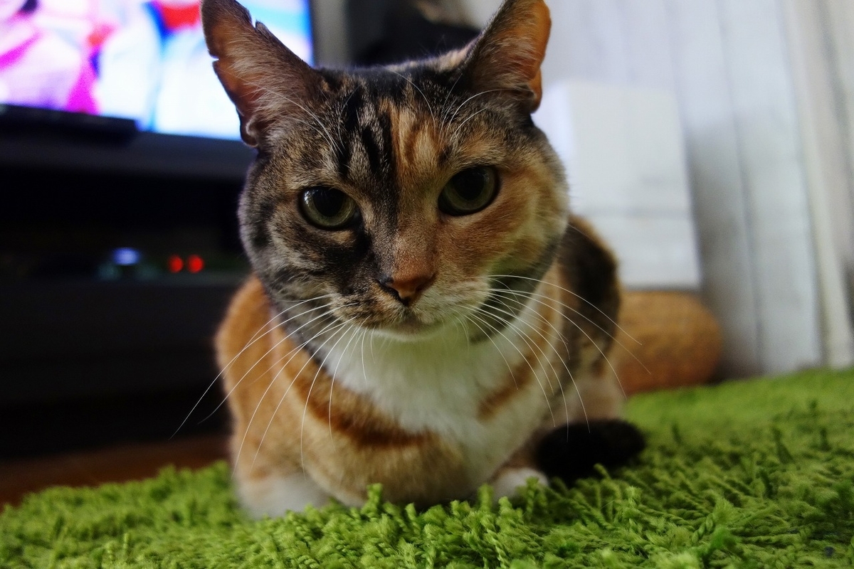 f:id:hiraryo0201:20190323234240j:plain