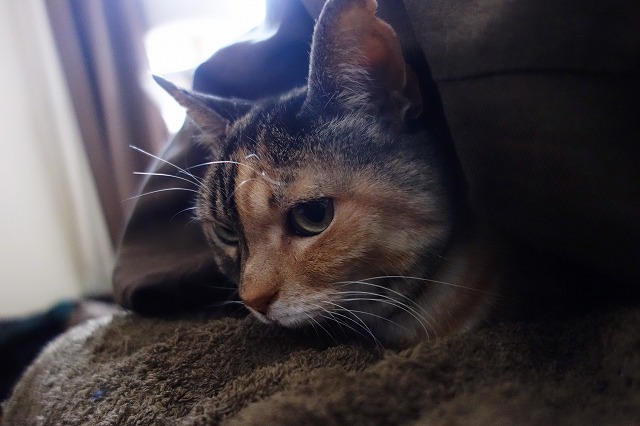 f:id:hiraryo0201:20190330101308j:plain