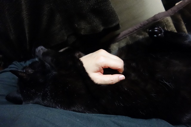 f:id:hiraryo0201:20190331215350j:plain