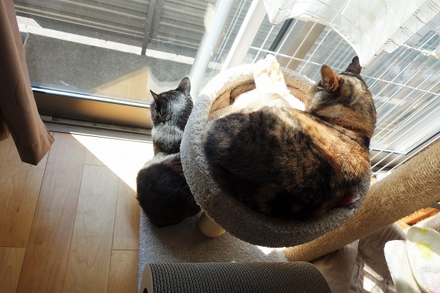 f:id:hiraryo0201:20190414115805j:plain f:id:hiraryo0201:20190414115805j:plain