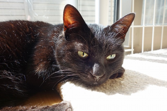 f:id:hiraryo0201:20190414115821j:plain f:id:hiraryo0201:20190414115821j:plain