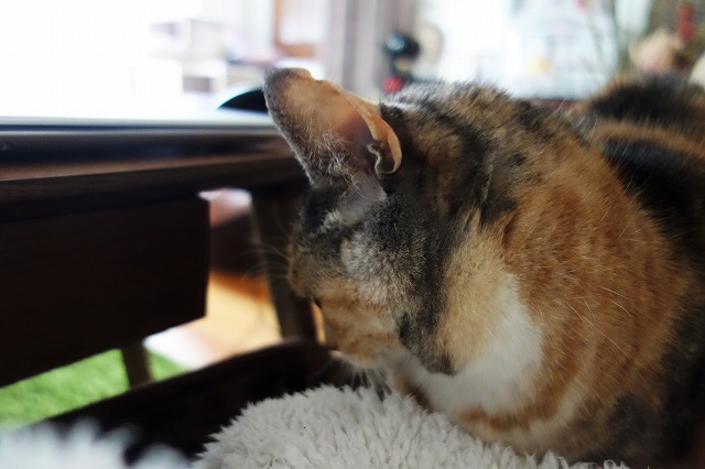 f:id:hiraryo0201:20190414120645j:plain f:id:hiraryo0201:20190414120645j:plain