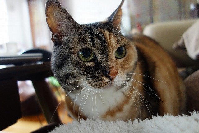 f:id:hiraryo0201:20190414120652j:plain f:id:hiraryo0201:20190414120652j:plain
