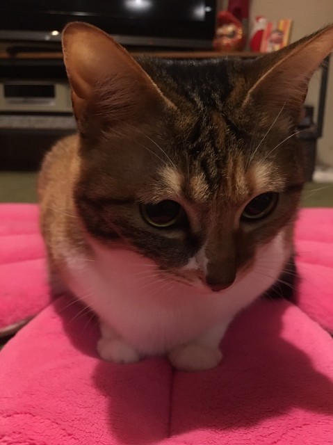 f:id:hiraryo0201:20190419234627j:image