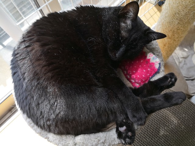 f:id:hiraryo0201:20190420120139j:image