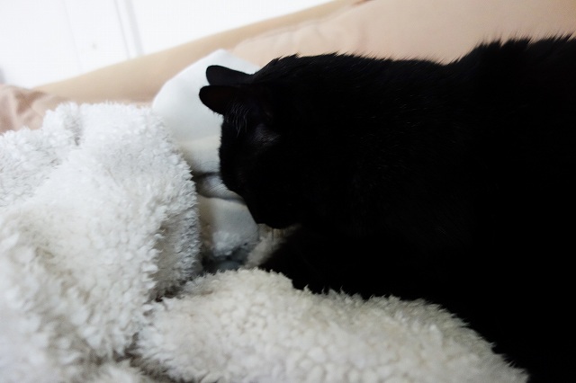 f:id:hiraryo0201:20190420122312j:plain