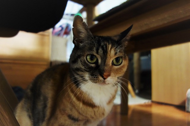 f:id:hiraryo0201:20190420124939j:plain